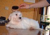 BICHON - BROSSAGE 011